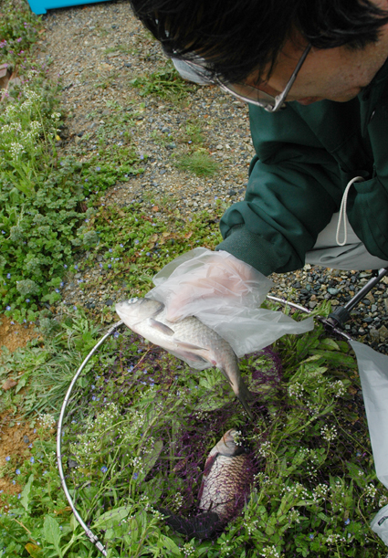 魚の死がいを確認する県職員