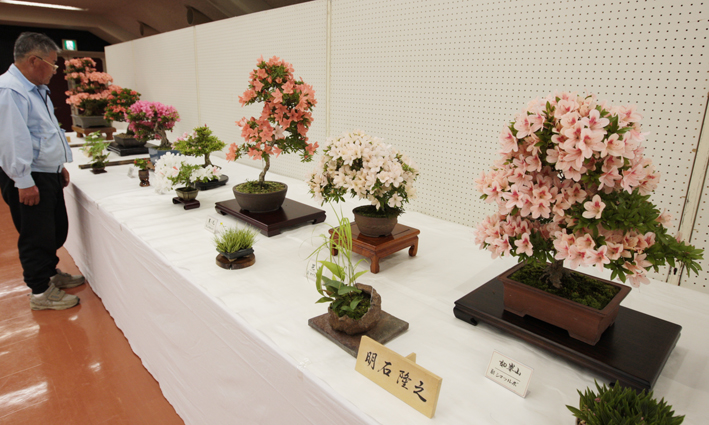 丹精込めた力作揃いのさつき展