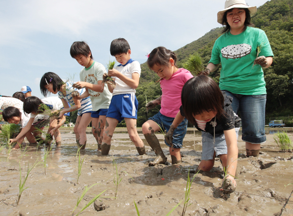 幼稚園児もいっしょに参加した田植え体験