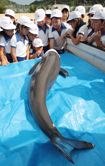 スナメリの死を通して多くの気付きを得た御崎小の子どもたち