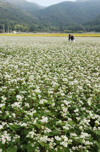 「内蔵助」のブランド名で売り出されることになったソバの畑。純白の花が見ごろ=周世