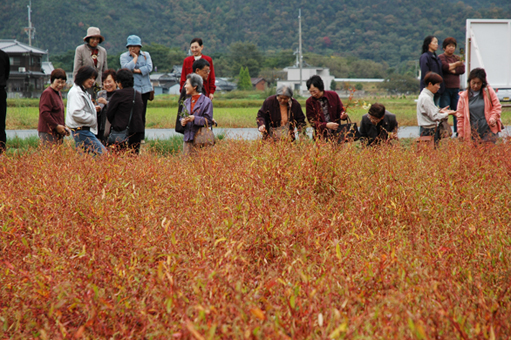 紅葉したタデ畑を見学する参加者