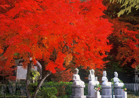 モミジの紅葉が美しい清林寺の境内=写真は昨年のようす