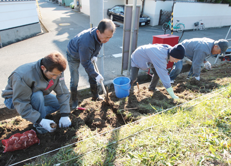 スイセンの球根を土手に植える松原町のみなさん