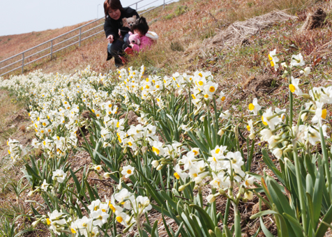 松原町の千種川堤防に咲くスイセン