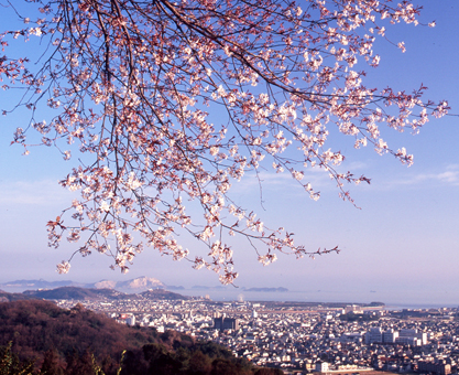 「赤穂の桜」写真展の作品のひとつ