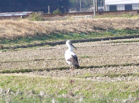 有年地区に飛来したコウノトリ=松田光司さん提供