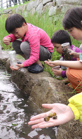 加里屋川にシジミを放流する子どもたち