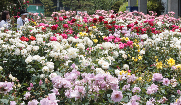 今一つの花つきでもカラフルな色調を見せているバラ園