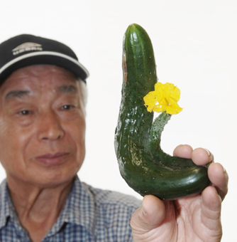 大小2本がくっついた親子キュウリ