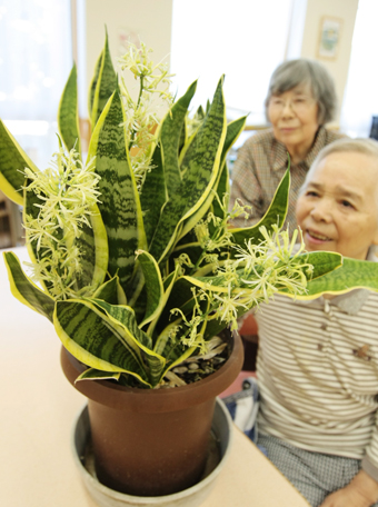 珍しい花を咲かせたサンセベリアの鉢植え