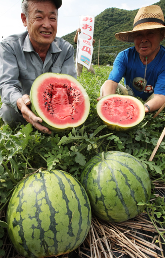 今年も味が楽しみな「大津スイカ」