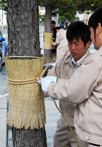 お城通りで行われた「マツのこも巻き」