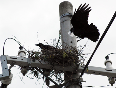 電柱に作られたカラスの巣