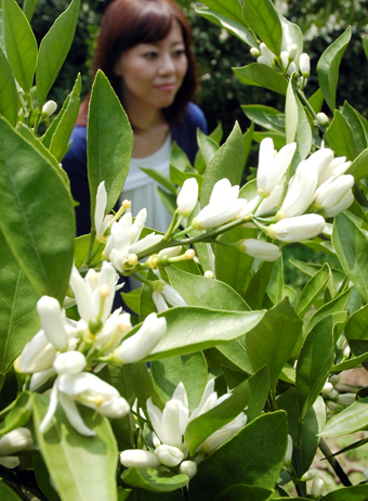 さわやかな香りを漂わせているミカンの花
