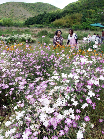 ガーデニングに活用してきれいな花が咲いた休耕田