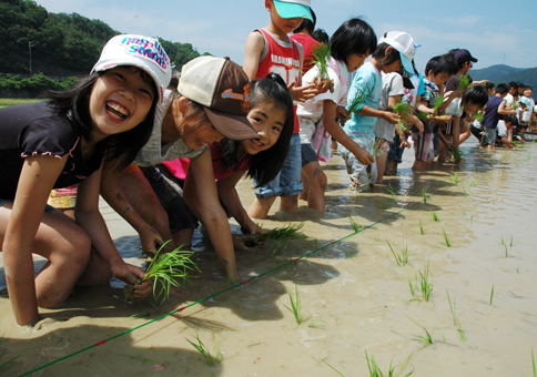 梅雨の晴れ間に行われた田植え体験