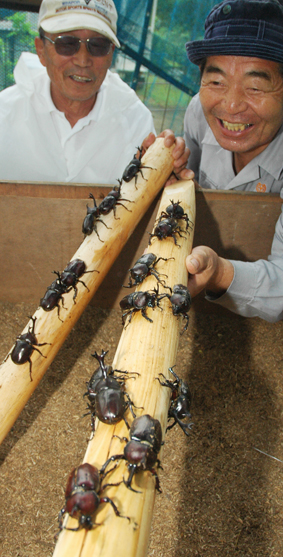 今季も元気に育ったカブトムシ