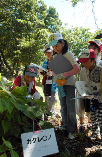 丸山海岸キャンプ場で行われた自然観察会