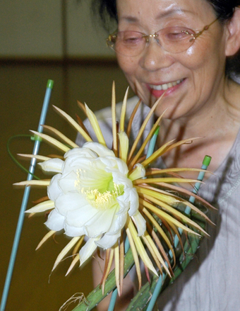 一夜限りの花を咲かせたサボテン「夜の女王」
