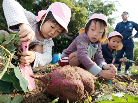 サツマイモの収穫体験を楽しむ子どもたち