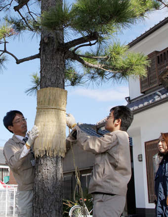 松並木にこもを巻く市職員