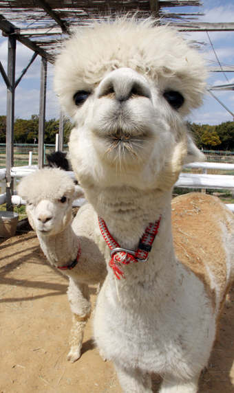 赤穂海浜公園「動物ふれあい村」で滞在延長が決まったアルパカ