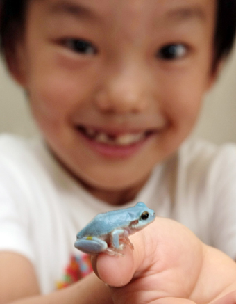 珍しい水色アマガエル