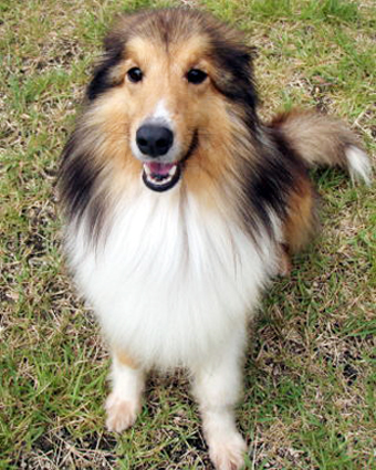 行方がわからなくなっている犬
