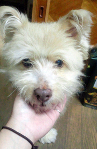 行方がわからなくなっている犬
