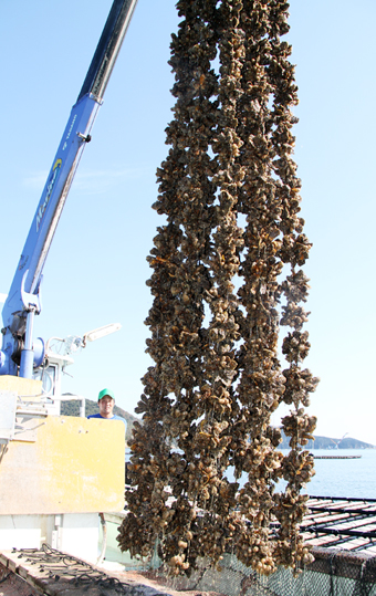 坂越湾で始まったカキの水揚げ
