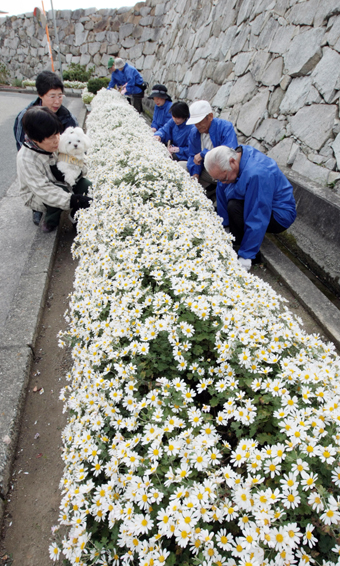 赤穂城跡の堀端で満開になっているノジギク