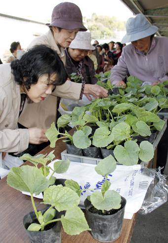 “里親”希望者が行列を作るほどの人気だった“ど根性メロン”の2世苗