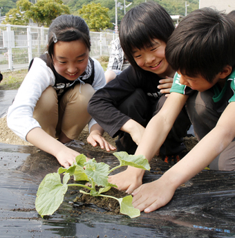 “ど根性メロン”の2世苗を移植する尾崎小児童