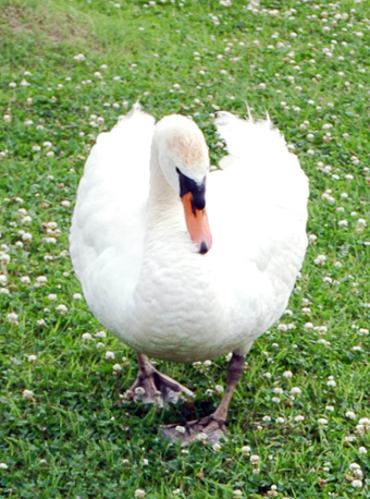 元気だったころのコブハクチョウ