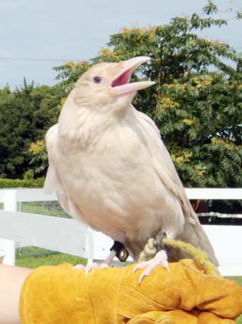 海浜公園に14日からお目見えする白カラス
