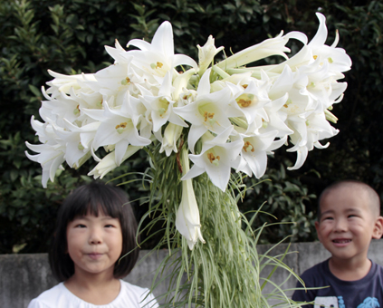 一本の茎に50輪の花が咲いたユリ