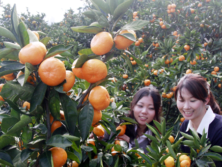 開園間近の「塩屋山観光みかん園」