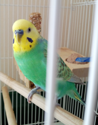 行方を捜しているセキセイインコの「ゴクウ」