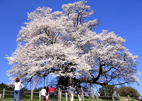岡山県指定天然記念物の「醍醐桜」=真庭観光連盟提供