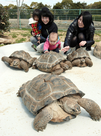 23日にオープンする「ゾウガメ広場」