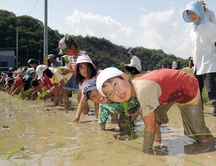 全校児童が一列になって行った高雄小の「ふれあい田植え」