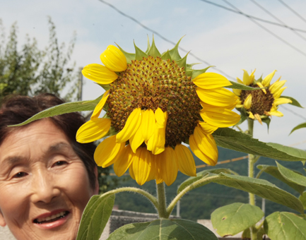 頭花の真ん中から花びらが出たヒマワリ