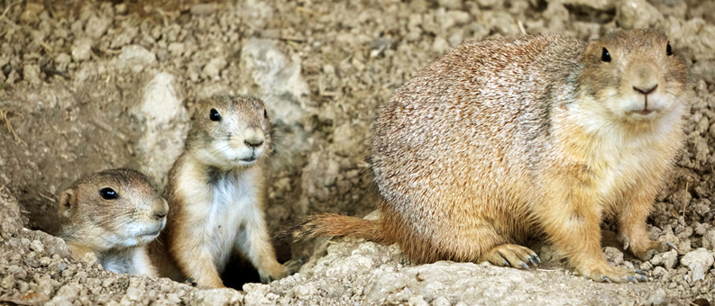 かわいい子どもたちが生まれた「動物ふれあい村」のプレーリードッグ