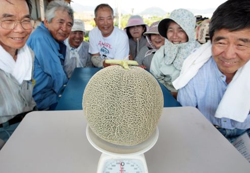 りっぱな形に育った3代目「ど根性メロン」の初生り。今後は味の期待も高まりそう