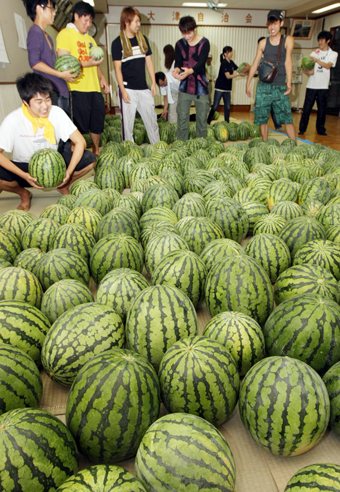 今夏も旬を迎えた「おおつ西瓜」。学生ボランティアも収穫を手伝った