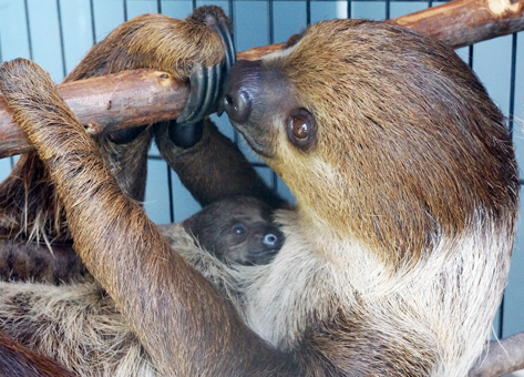 仲むつまじい様子を見せるフタユビナマケモノの母子