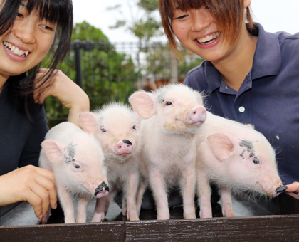 赤穂海浜公園「動物ふれあい村」で飼育されているミニブタ4姉妹