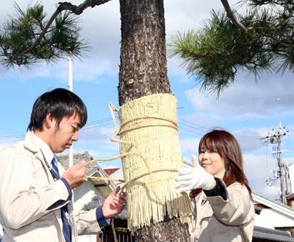 お城通り沿いで行われたクロマツの「こも巻き」