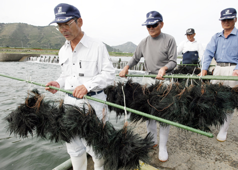 発眼卵を付着させたヤシの樹皮を放流場所へ運ぶ千種川漁協の組合員